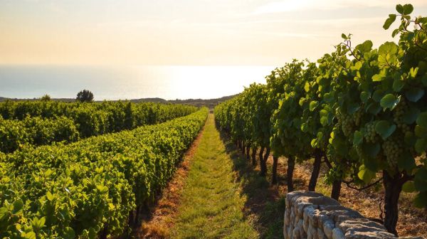 Top conseils pour planifier une expérience de vignoble en Côte d'Azur