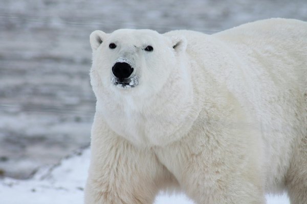 Quels sont les meilleurs endroits pour observer les ours polaires au Svalbard, Norvège?